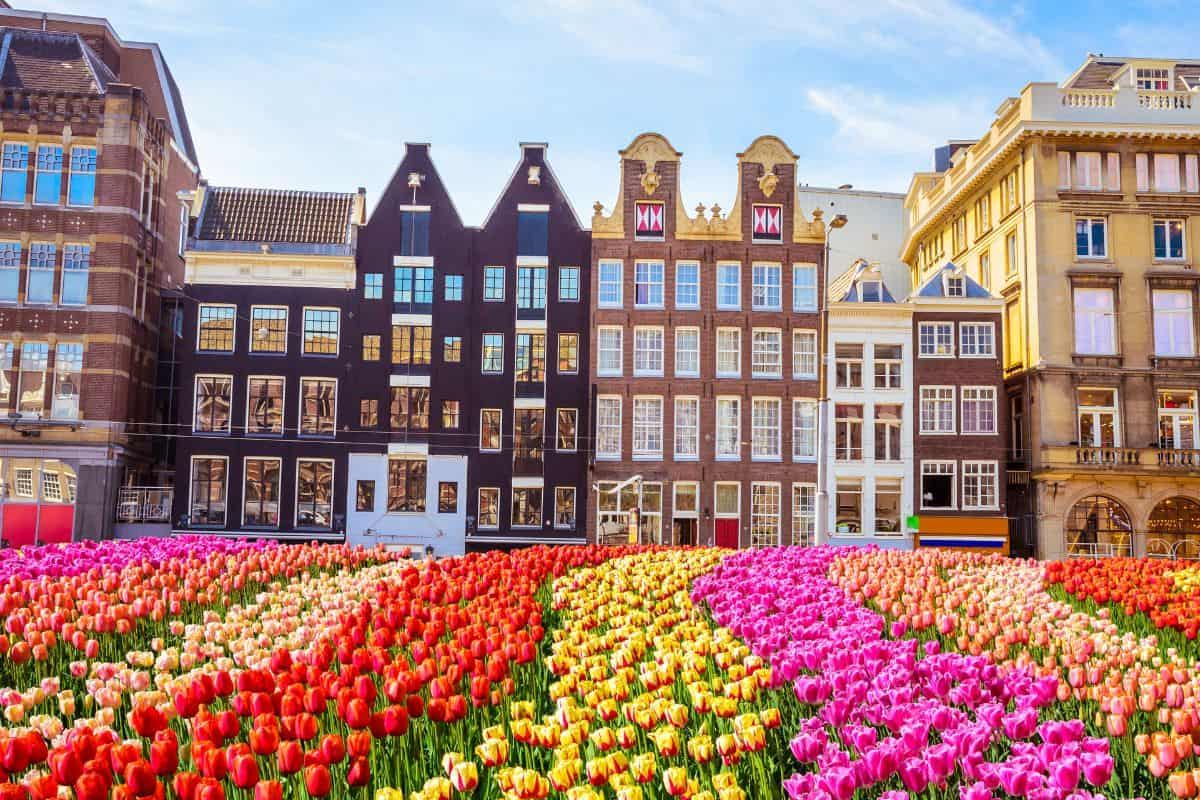 colourful flowers by traditional amsterdam buildings