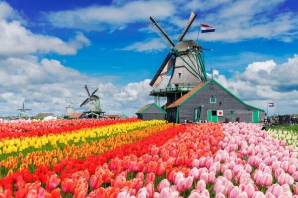 A mill and a tulip field in Amsterdam