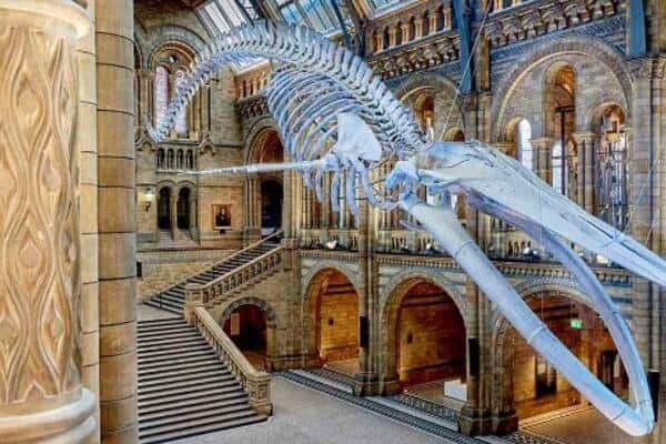 The blue whale at the National History Museum in London