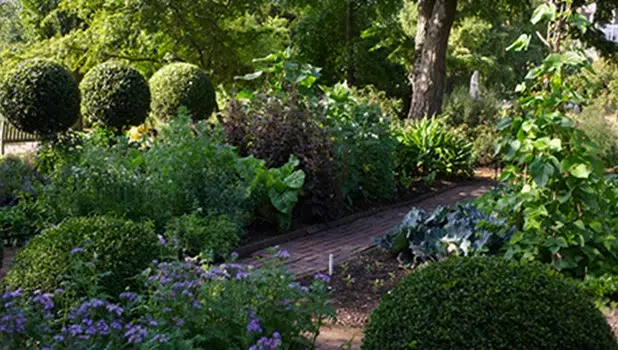 Botanical garden at Chelsea Physic Garden