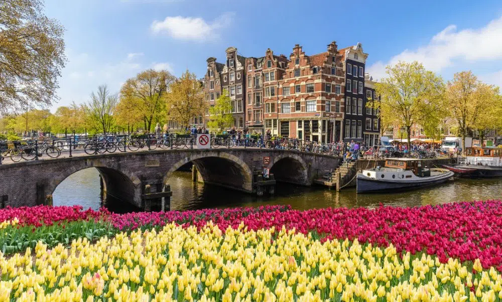 Tulips by the canal in Amsterdam for the Tulip Festival