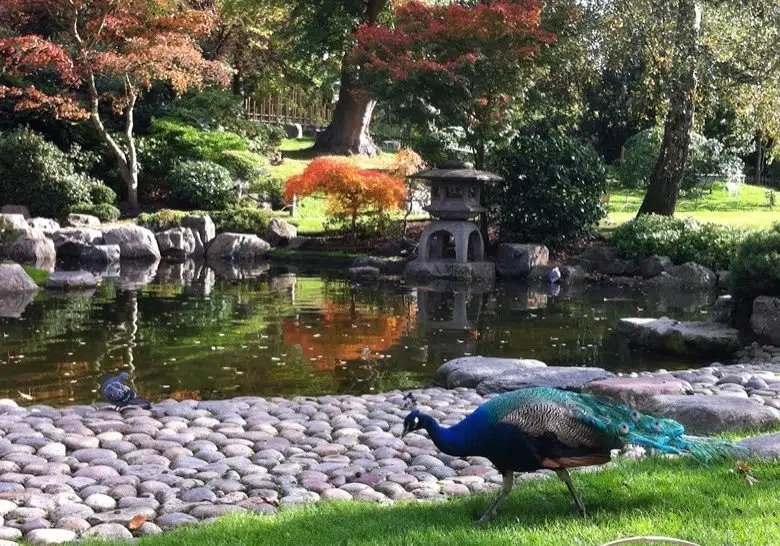 Peacock beside a picturesque pond in Kyoto Garden