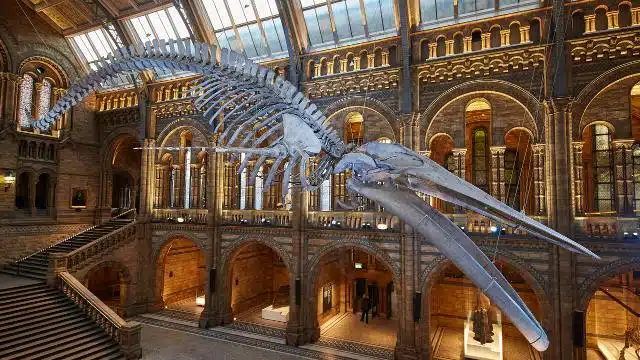 Dinosaur skeleton at The Natural History Museum