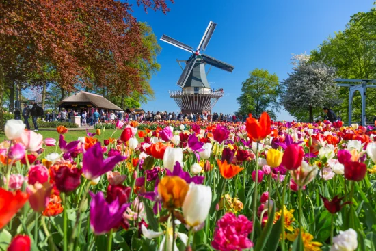 Keukenhof tulips in Amsterdam by a windmill