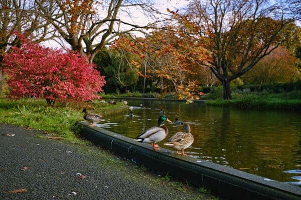 Ducks at Herbert Park in Dublin